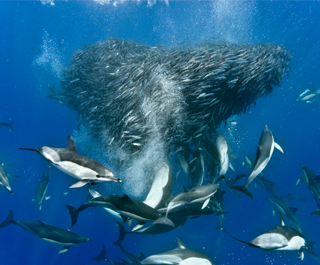 南非沙丁鱼风暴+野生动物巡游